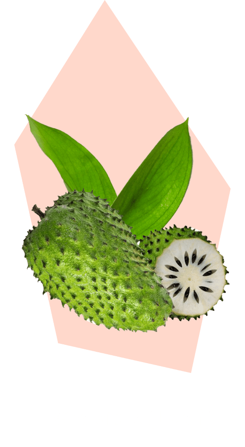 Graviola (Leaf) ingredient illustration