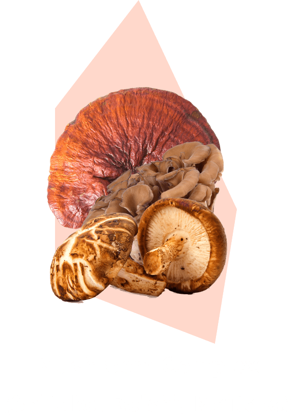 Mushroom Complex (Shiitake, Reishi, Maitake) ingredient illustration