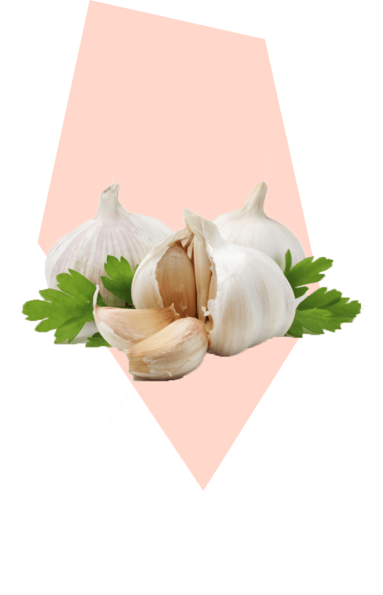 Garlic ingredient illustration