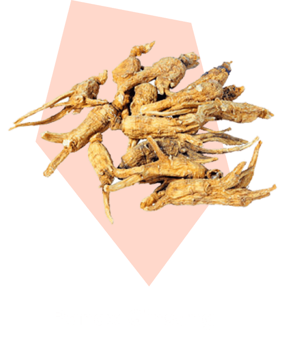 Panax Ginseng ingredient illustration