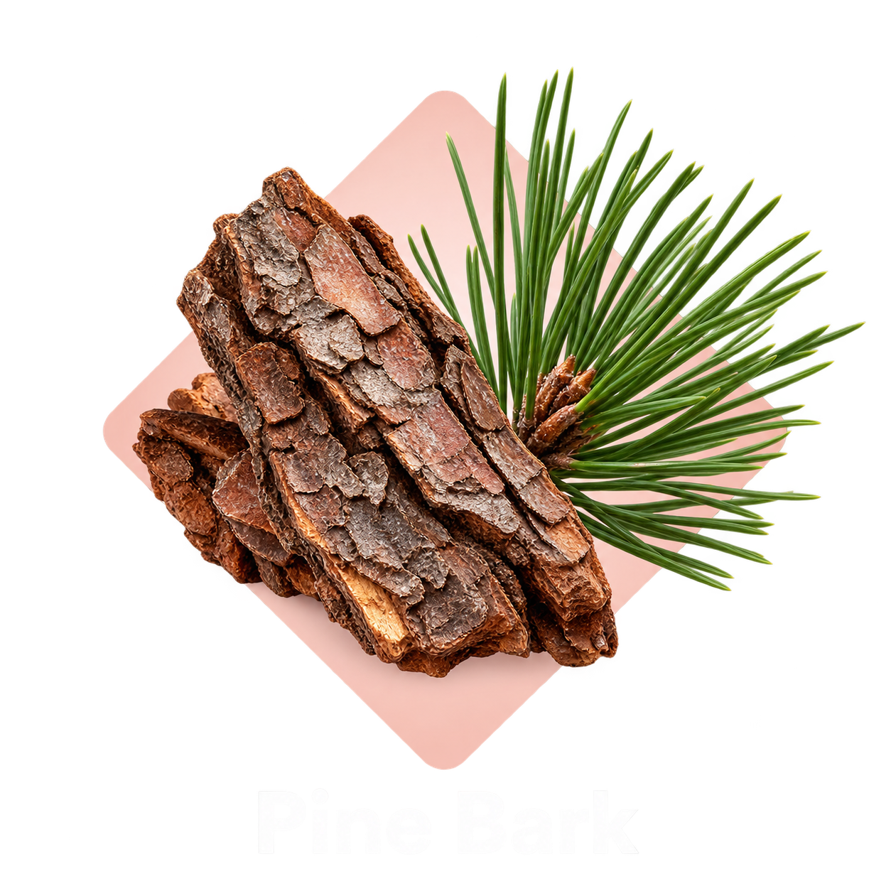 Pine Bark ingredient illustration