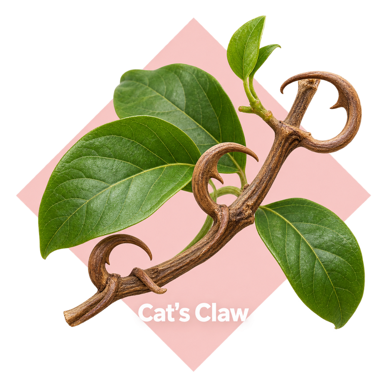Cat's Claw ingredient illustration