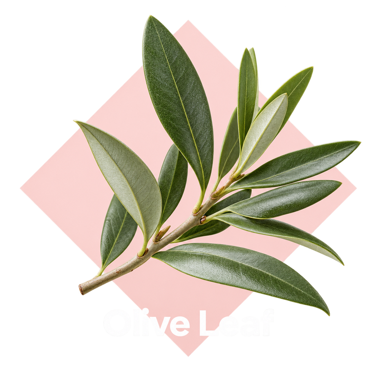Olive Leaf ingredient illustration